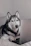 A happy dog owner smiling while using a laptop with paw-themed website on screen.