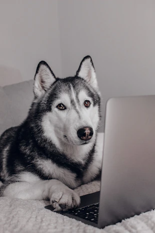 A cheerful pet owner using a laptop to browse Petovia Guides’ online store, with a happy golden retriever sitting nearby.