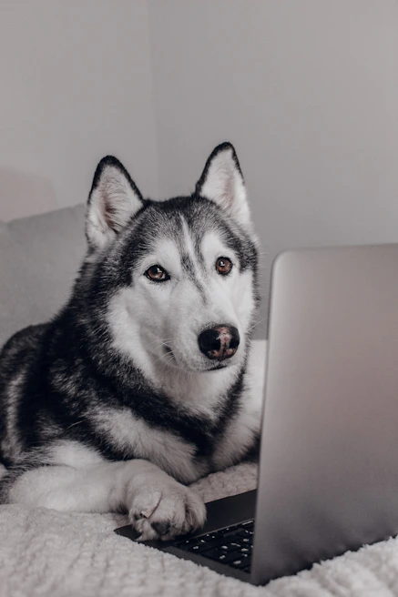 A happy dog sitting next to a laptop during a teleconsultation