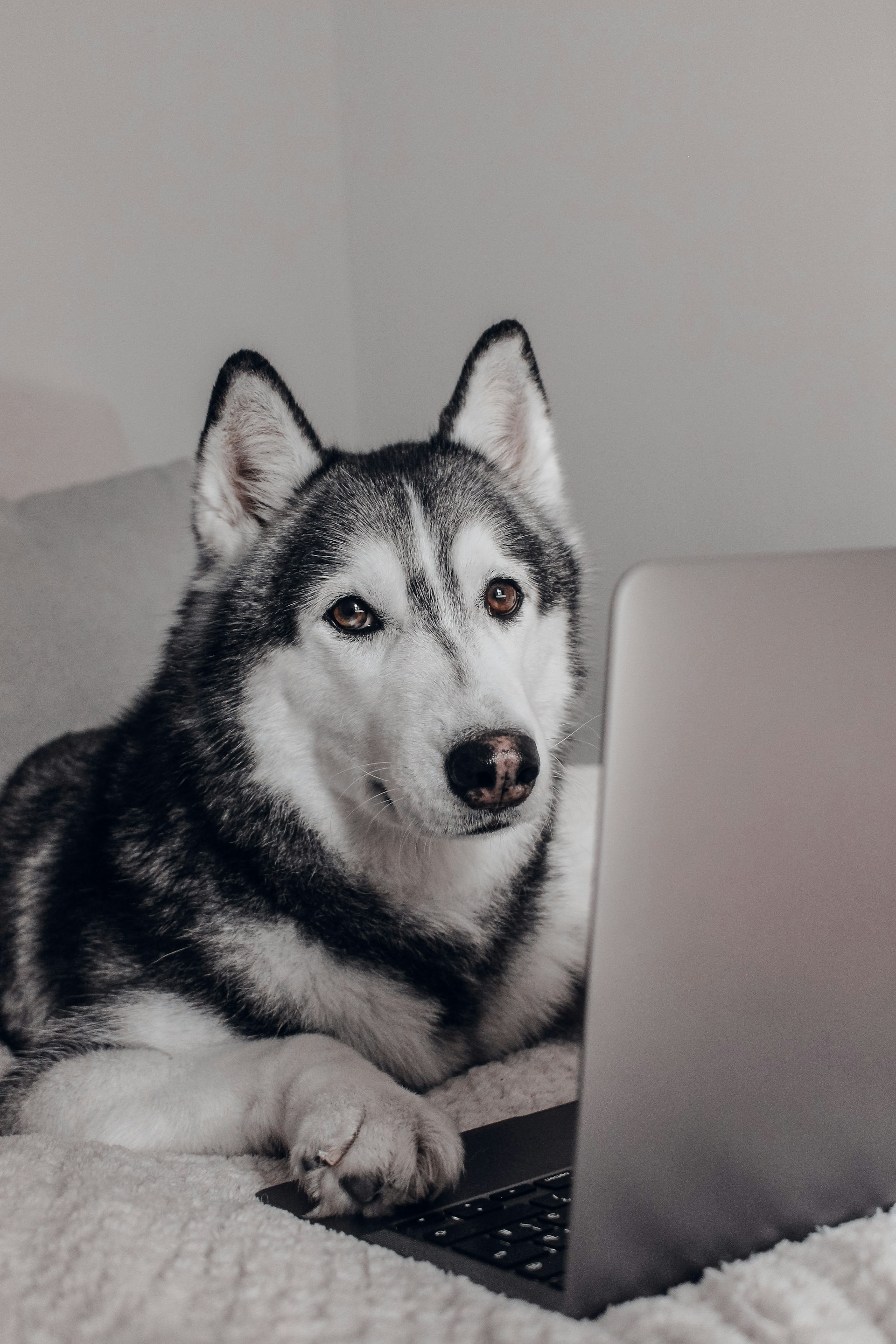 gray computer monitor
