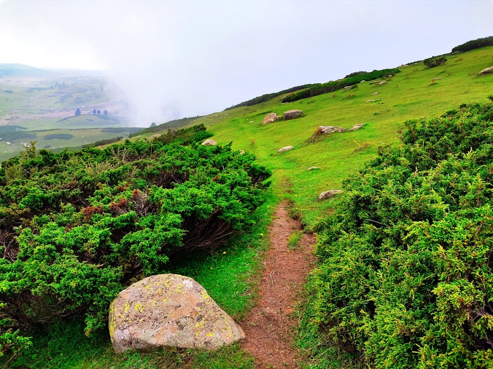 a path leading to a large rock in the middle of a lush green field