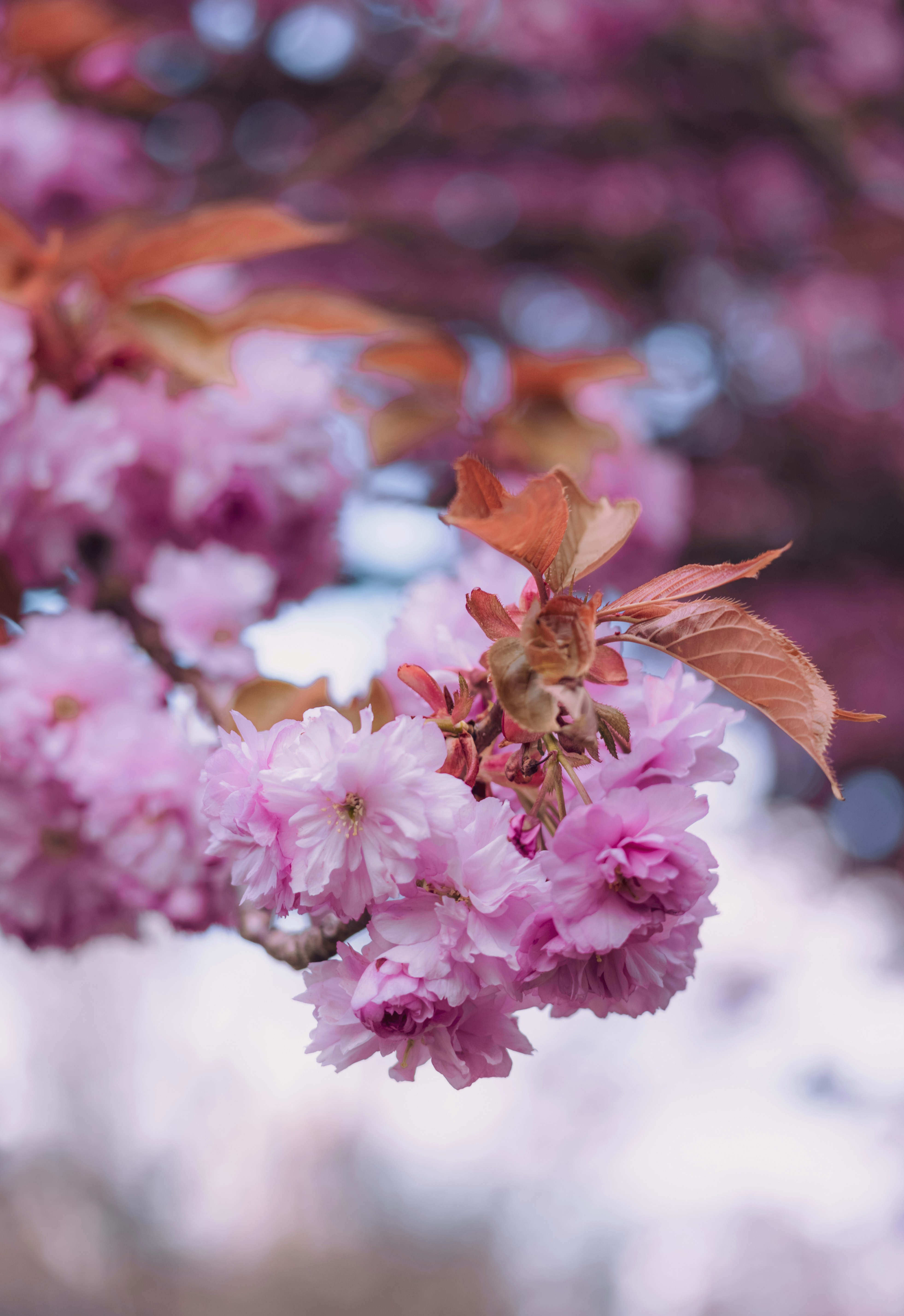 Photo by francis_nie