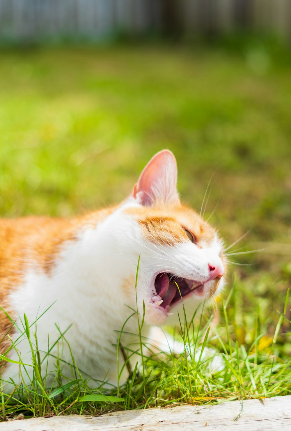 an orange and white cat yawning in the grass