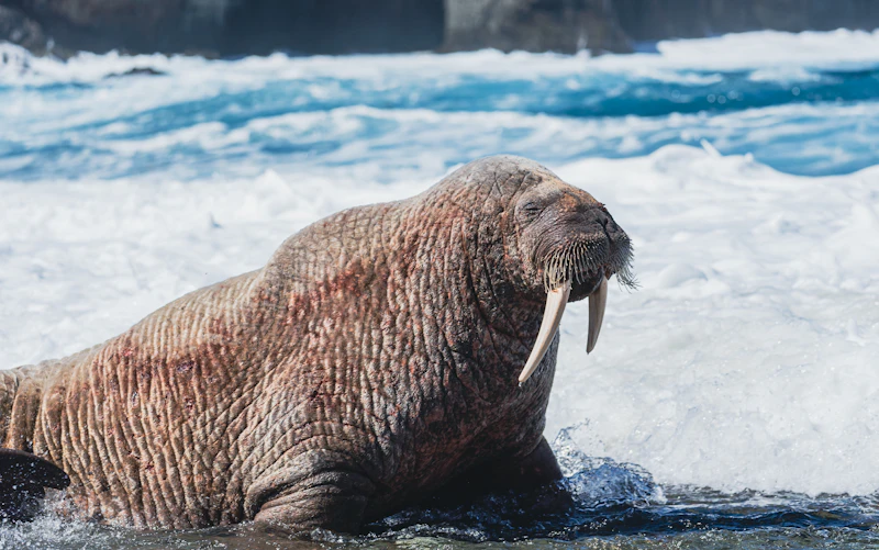 Pacific Walrus (Odobenus rosmarus) in natural habitat