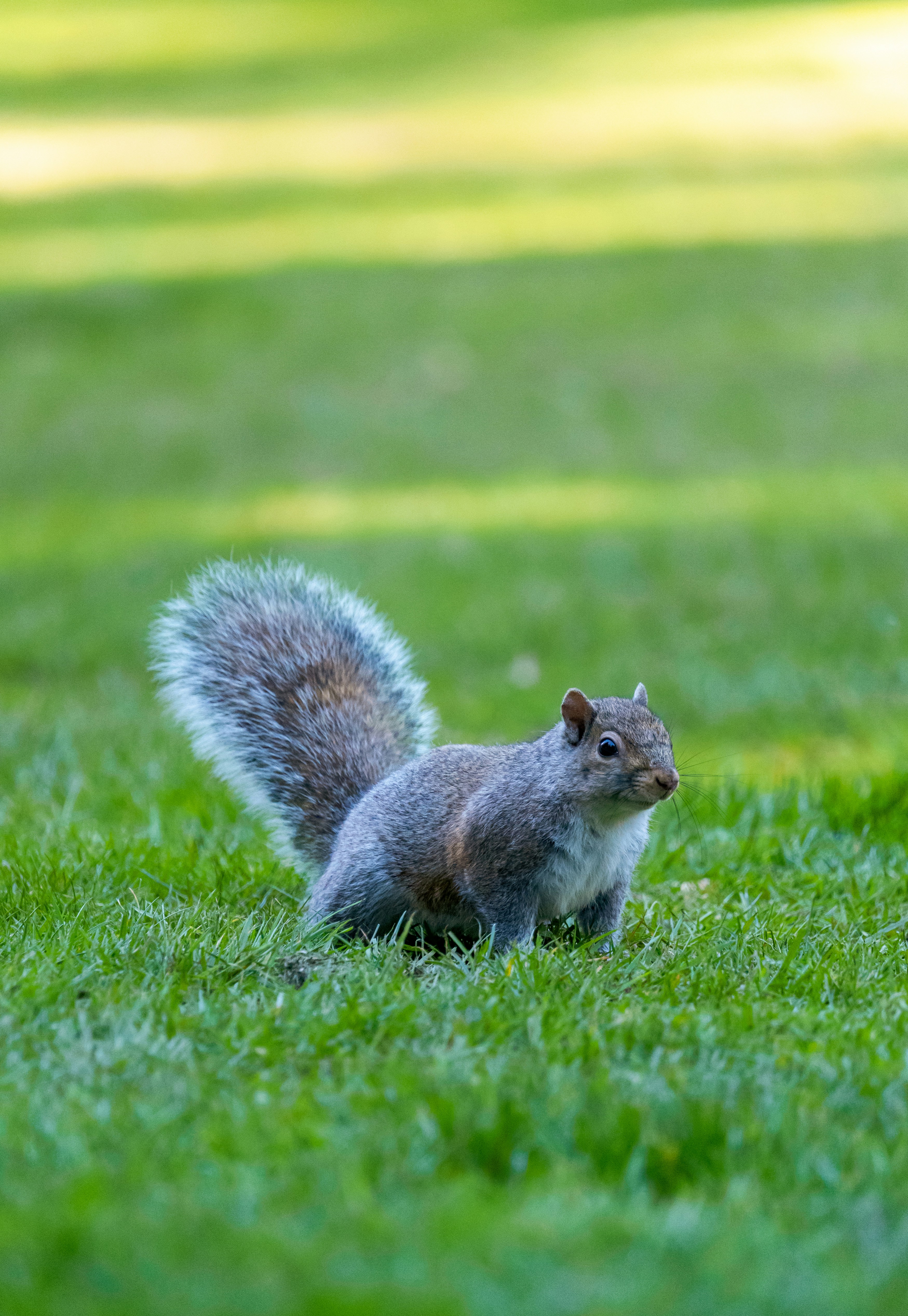 A squirrel is standing in a grassy field photo – Free Animal Image on