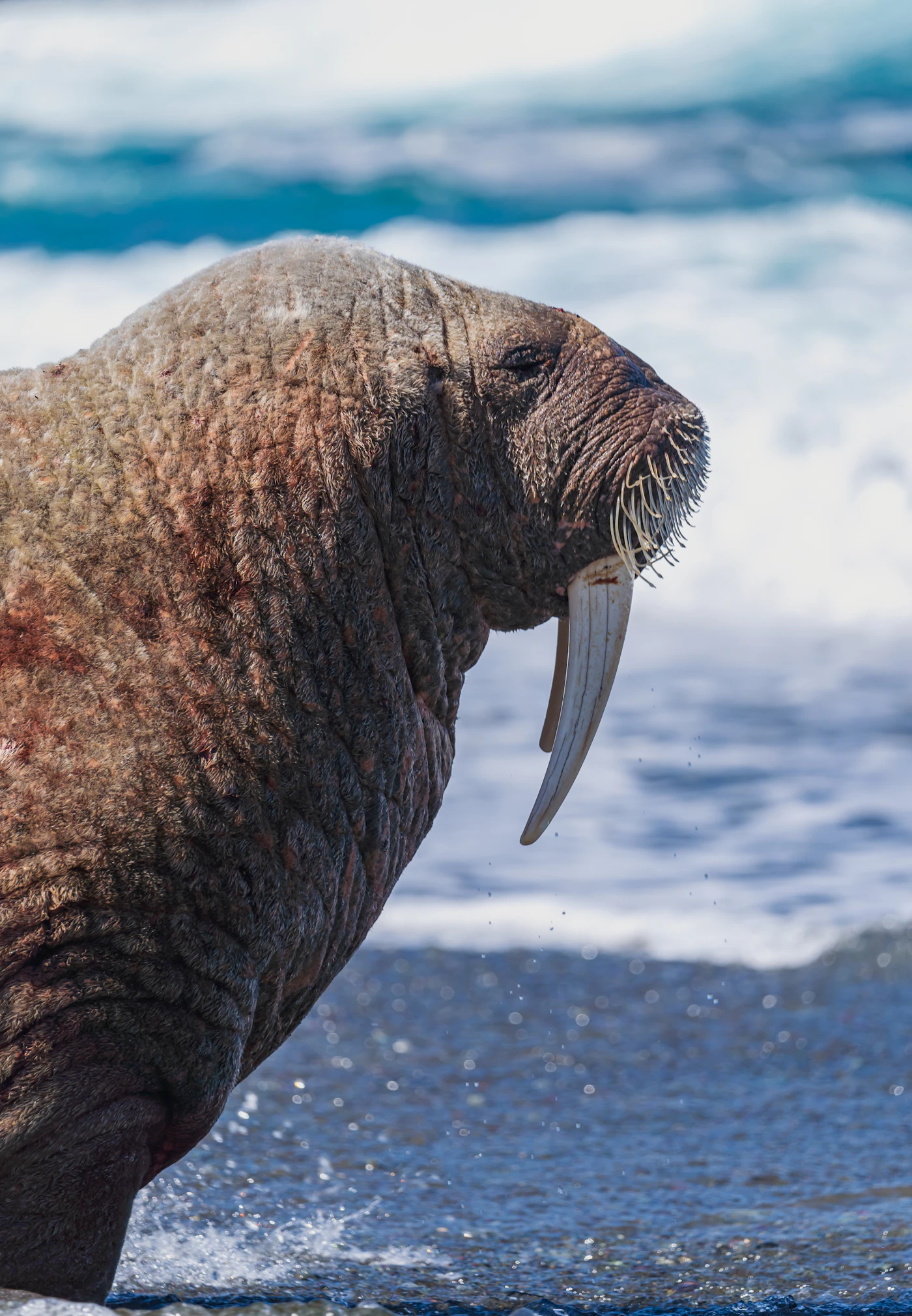A walrus emerging from the water with its mouth wide open