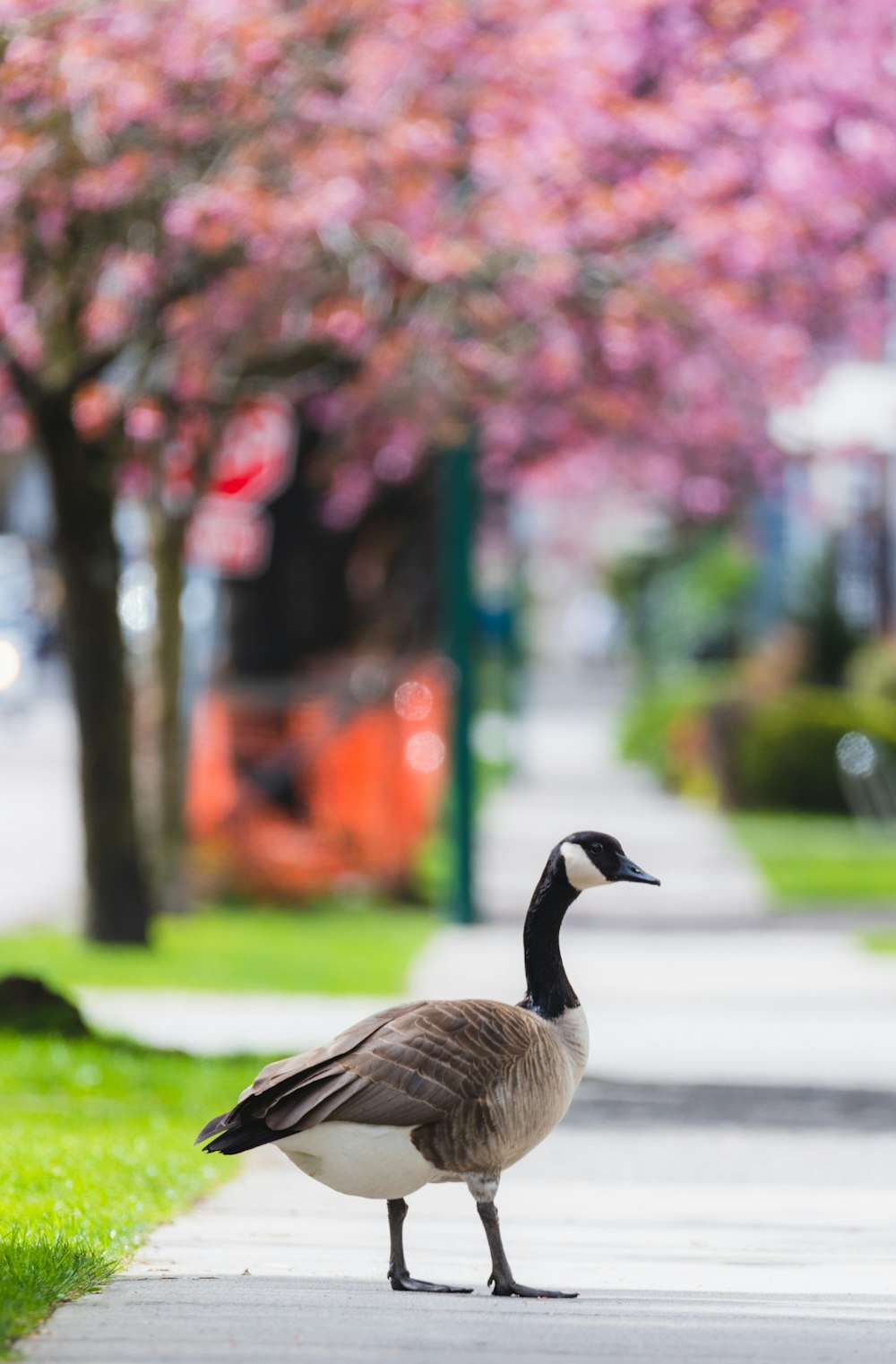 a goose standing on a sidewalk next to a tree