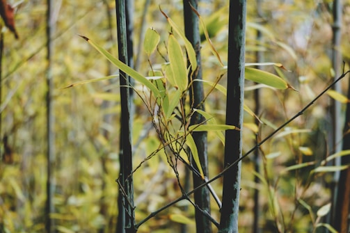 Bamboo stems and leaves fill the scene, with tall, slender green stalks and narrow, pointed yellow-green leaves. The foliage is dense, creating a natural pattern of vertical and diagonal lines.