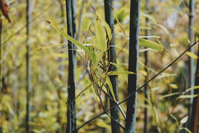 Bamboo stems and leaves fill the scene, with tall, slender green stalks and narrow, pointed yellow-green leaves. The foliage is dense, creating a natural pattern of vertical and diagonal lines.