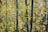 Bamboo stems and leaves fill the scene, with tall, slender green stalks and narrow, pointed yellow-green leaves. The foliage is dense, creating a natural pattern of vertical and diagonal lines.