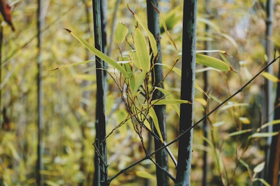 Bamboo stems and leaves fill the scene, with tall, slender green stalks and narrow, pointed yellow-green leaves. The foliage is dense, creating a natural pattern of vertical and diagonal lines.