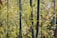 Bamboo stems and leaves fill the scene, with tall, slender green stalks and narrow, pointed yellow-green leaves. The foliage is dense, creating a natural pattern of vertical and diagonal lines.