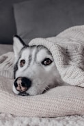A serene husky resting on a cozy blanket indoors.