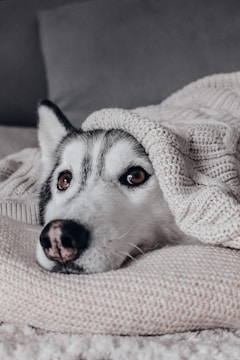 A serene husky resting on a cozy blanket indoors.
