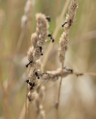 Several ants are crawling on dried wheat-like stems, set against a blurred natural background. The ants are visibly active and concentrated on the textured surface of the plant.