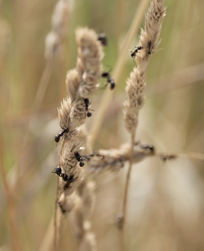Several ants are crawling on dried wheat-like stems, set against a blurred natural background. The ants are visibly active and concentrated on the textured surface of the plant.