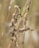 Several ants are crawling on dried wheat-like stems, set against a blurred natural background. The ants are visibly active and concentrated on the textured surface of the plant.
