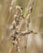 Several ants are crawling on dried wheat-like stems, set against a blurred natural background. The ants are visibly active and concentrated on the textured surface of the plant.
