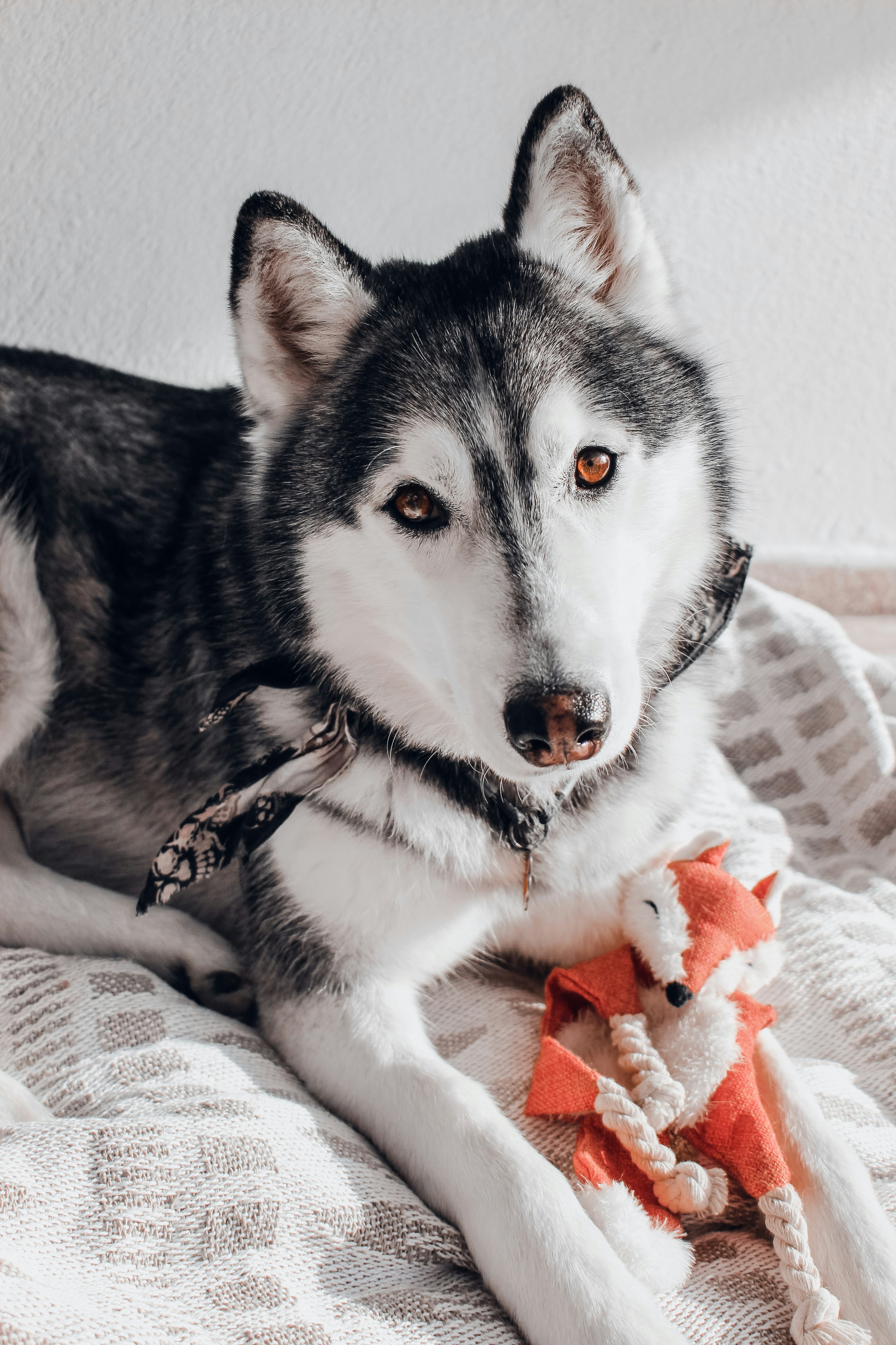 un cane che giace su un letto con un animale di peluche