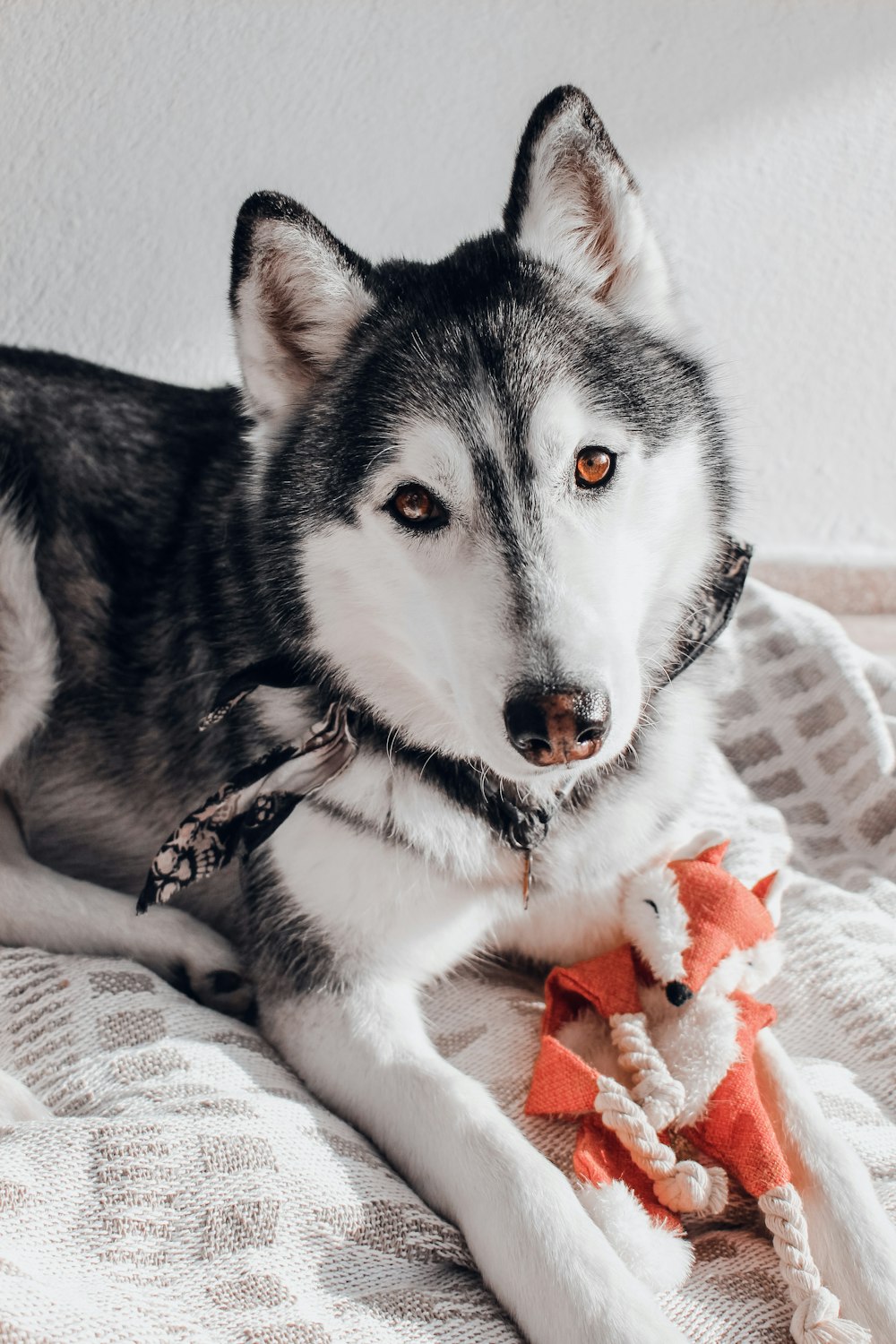 a dog laying on a bed with a stuffed animal