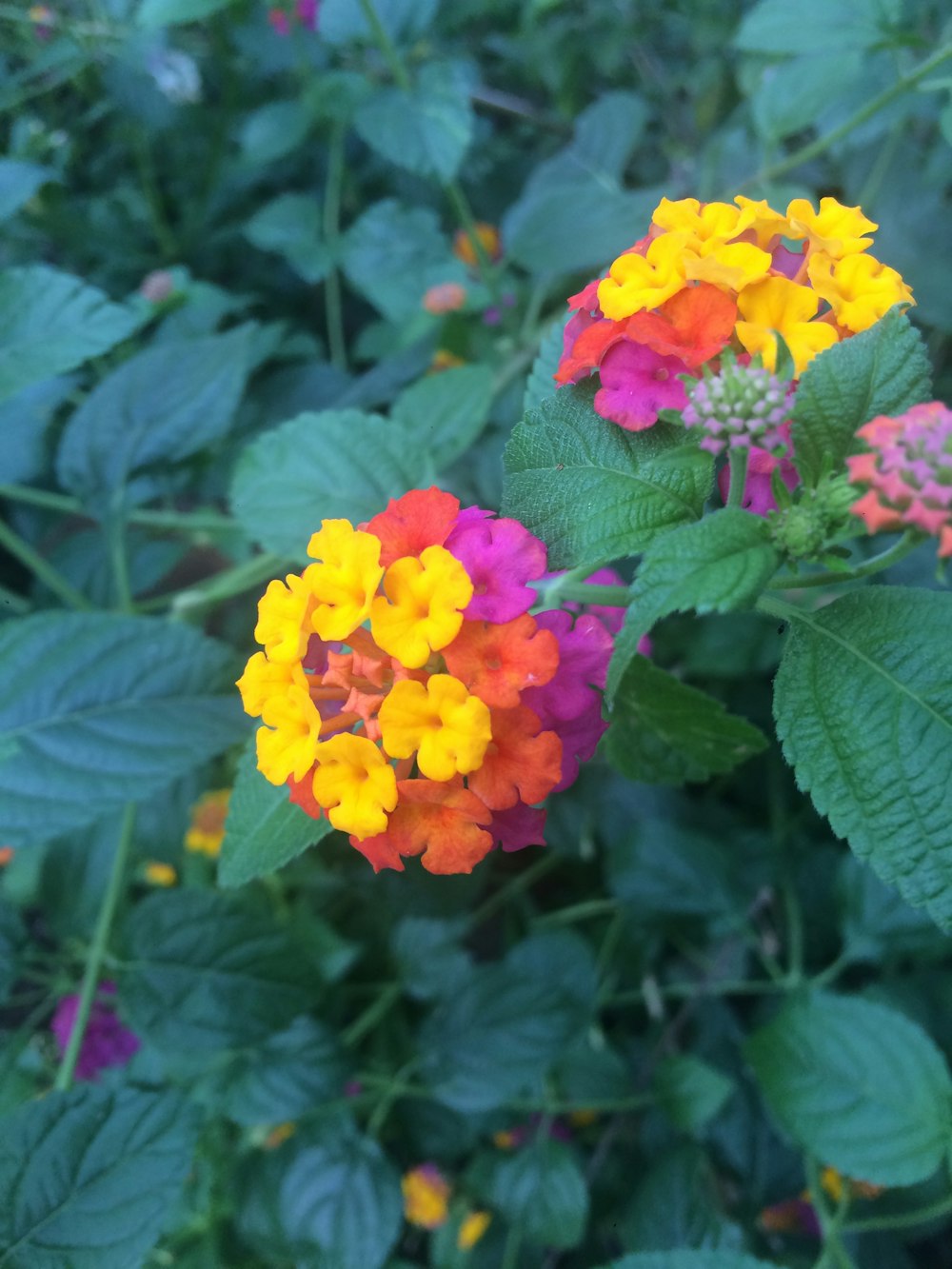 a bunch of flowers that are in the grass