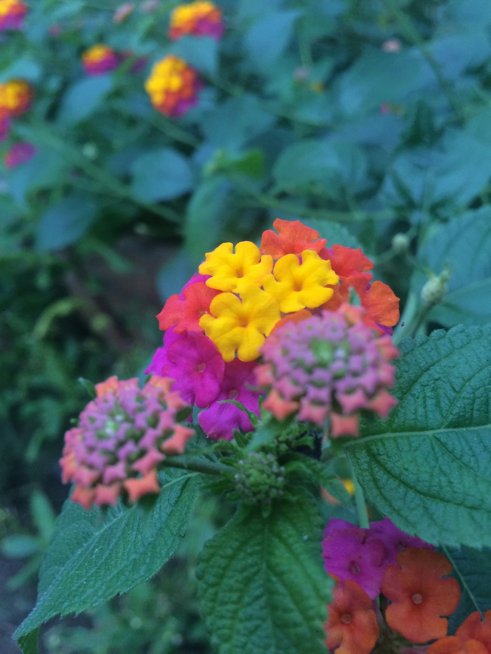 a bunch of flowers that are in a field