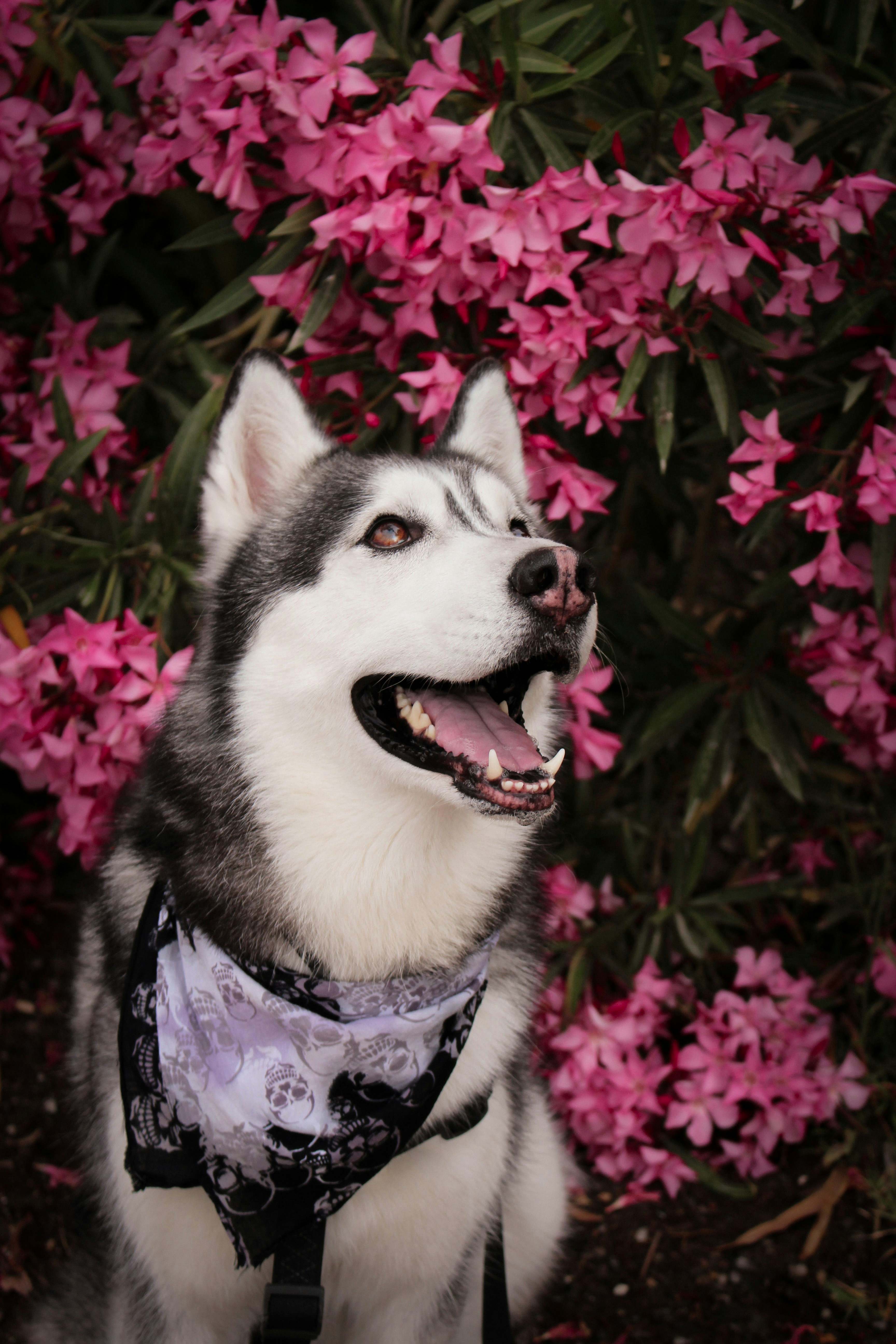 A husky dog wearing a bandana in front of pink flowers photo Free Kavala Image on Unsplash