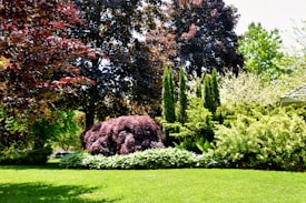 A lush garden landscape filled with vibrant greenery and a variety of trees and bushes. Tall evergreen trees stand prominently in the background, surrounded by shrubs and plants with varying shades of green and red foliage. The well-maintained lawn in the foreground is bright and evenly cut, creating a serene and inviting outdoor space.