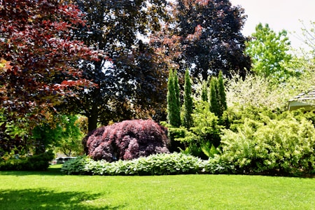 A lush garden landscape filled with vibrant greenery and a variety of trees and bushes. Tall evergreen trees stand prominently in the background, surrounded by shrubs and plants with varying shades of green and red foliage. The well-maintained lawn in the foreground is bright and evenly cut, creating a serene and inviting outdoor space.