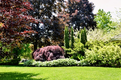 A lush garden landscape filled with vibrant greenery and a variety of trees and bushes. Tall evergreen trees stand prominently in the background, surrounded by shrubs and plants with varying shades of green and red foliage. The well-maintained lawn in the foreground is bright and evenly cut, creating a serene and inviting outdoor space.