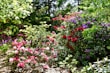 A lush garden filled with colorful flowers and greenery.