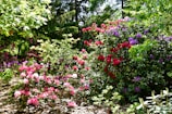 A lush garden filled with vibrant blooming flowers in shades of red, pink, and purple. The plants are surrounded by leafy green foliage and tall trees, creating a serene and colorful outdoor scene.