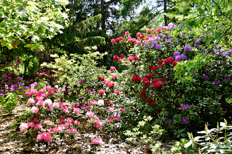 A lush outdoor garden with a variety of colorful plants and flowers.
