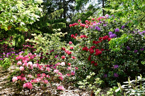 A lush garden filled with vibrant blooming flowers in shades of red, pink, and purple. The plants are surrounded by leafy green foliage and tall trees, creating a serene and colorful outdoor scene.