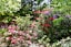 A lush garden filled with colorful flowers and well-maintained plants.