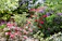 A vibrant garden with blooming flowers and lush greenery in a cozy backyard.