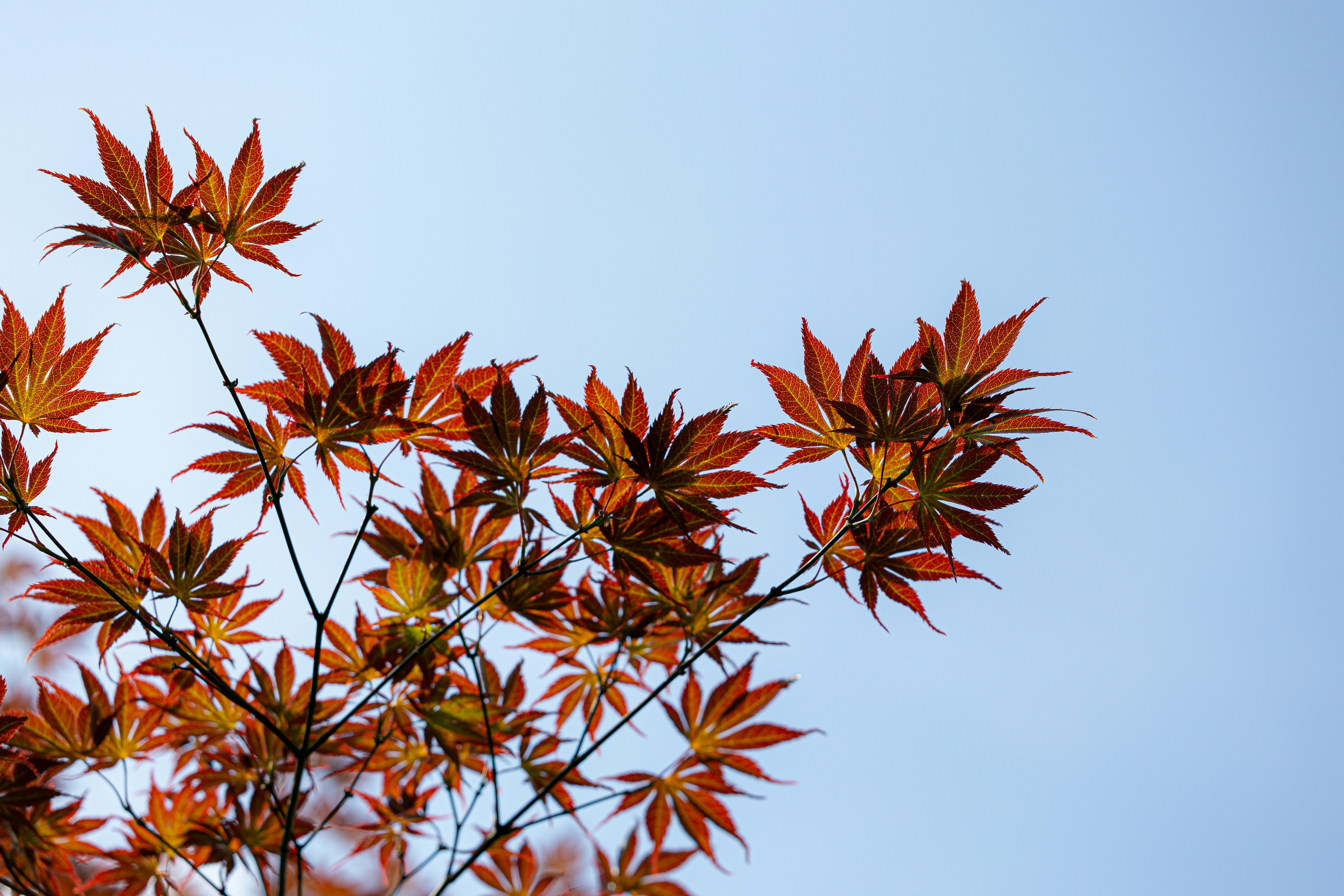 Brooklyn Botanic Garden photo 2