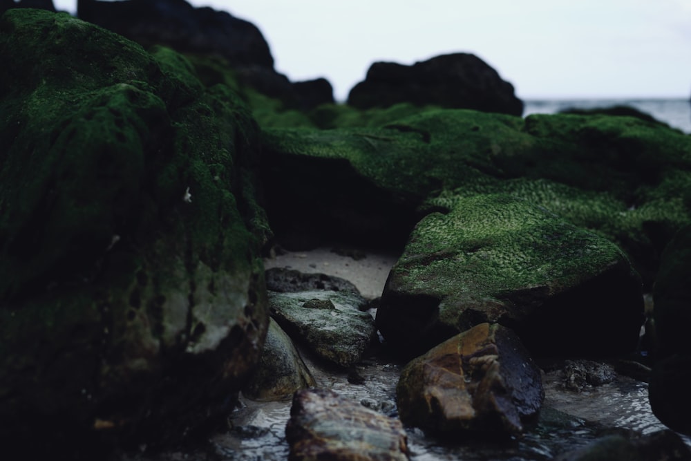 Un primer plano de rocas cubiertas de musgo verde
