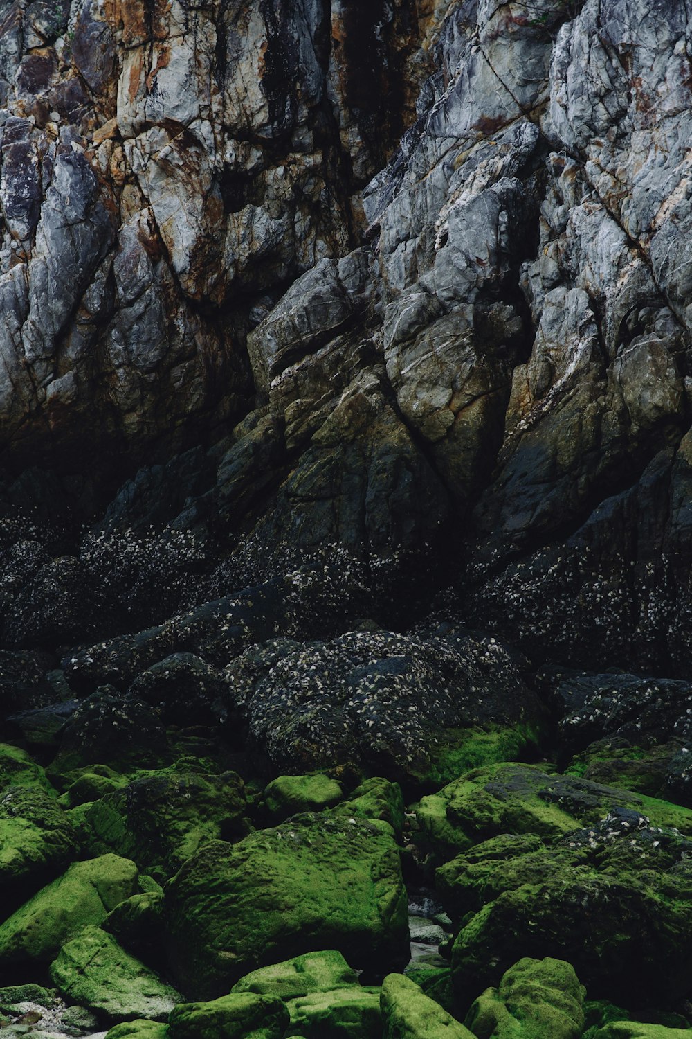 a rocky beach covered in lots of green moss