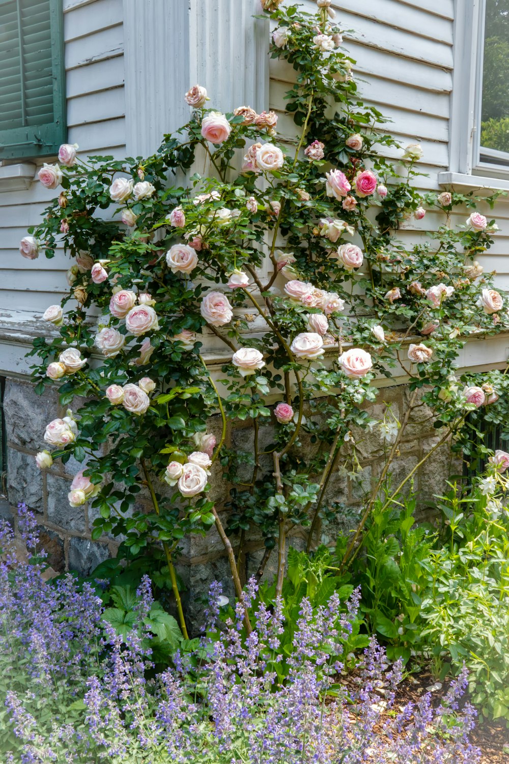 a bush of pink roses in front of a house