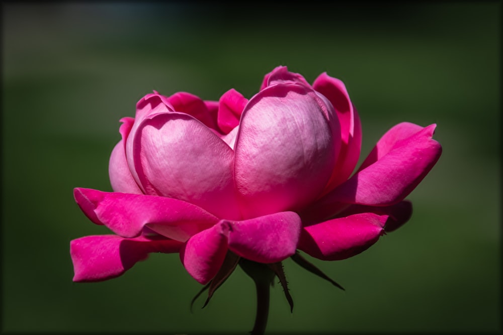 a close up of a pink flower with a blurry background