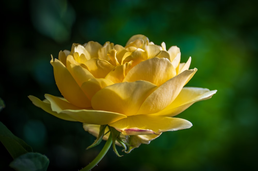 a close up of a yellow flower with a blurry background