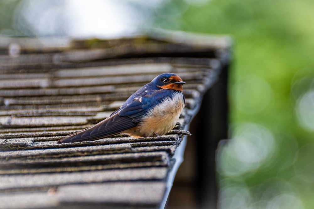 a small blue bird sitting on top of a roof