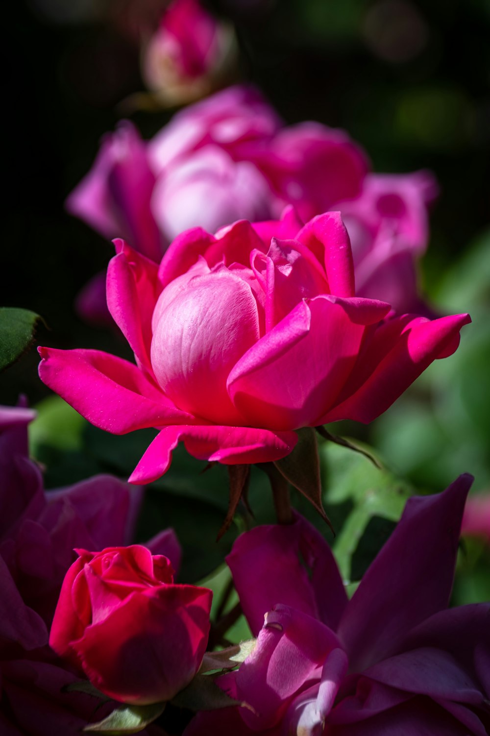 a close up of a bunch of pink flowers