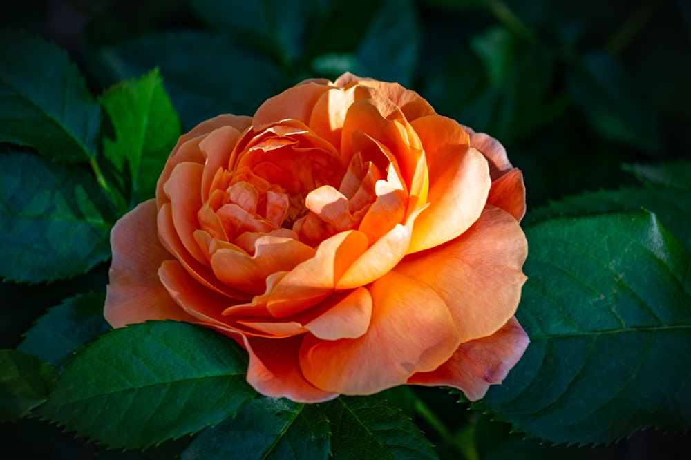 a large orange rose with green leaves around it