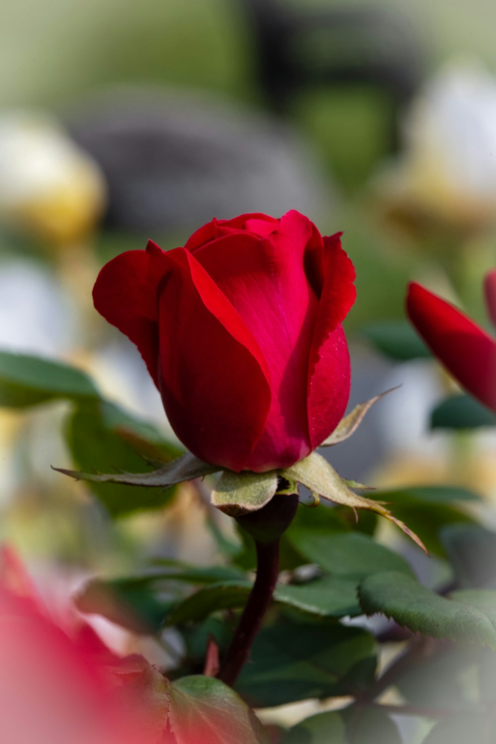 a close up of a single red rose