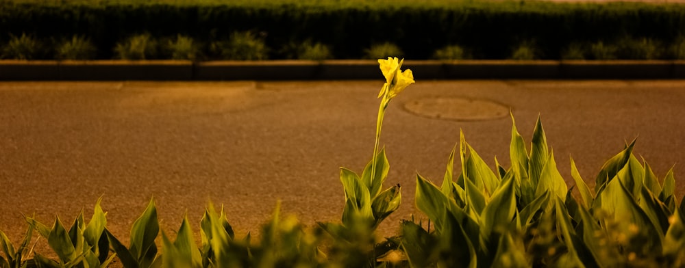 a single yellow flower sitting in the middle of a road