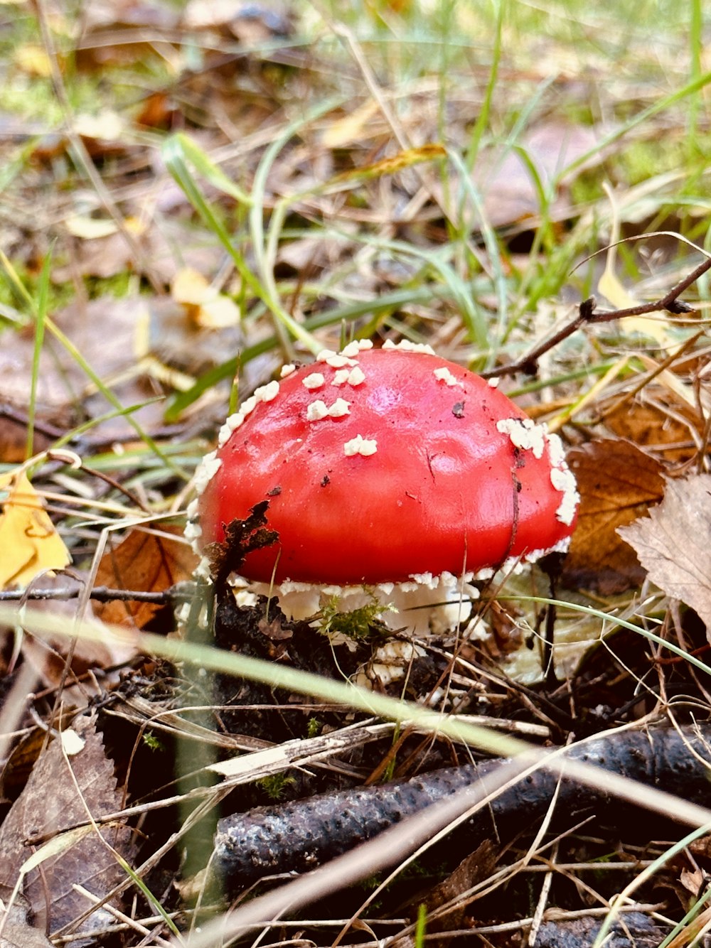 a red mushroom sitting on the ground in the grass
