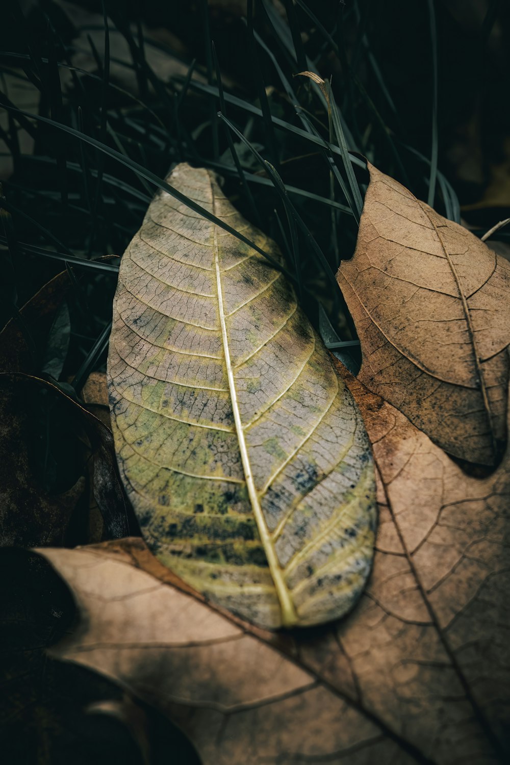 a close up of a leaf on the ground
