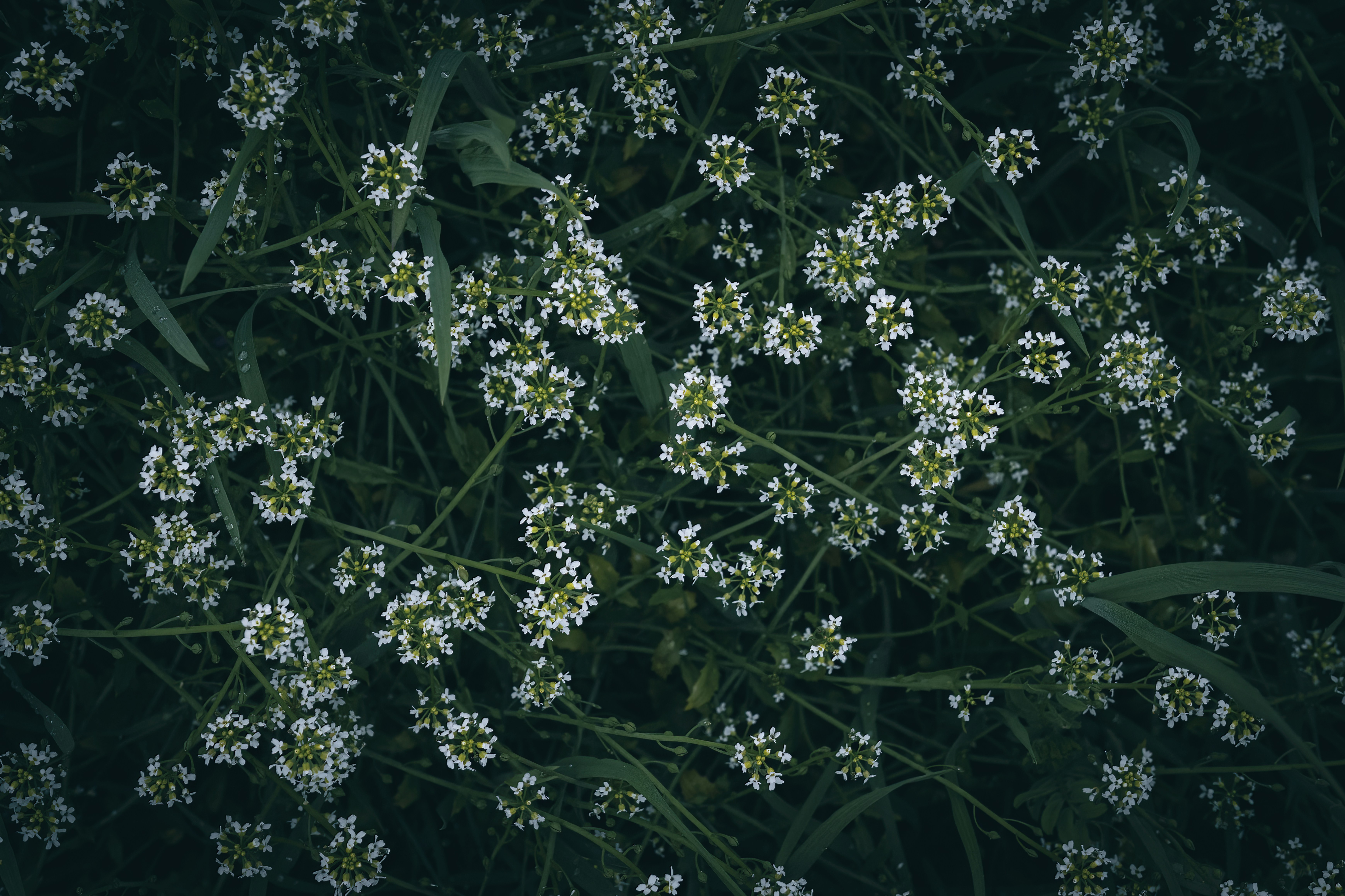Photo by wyxina